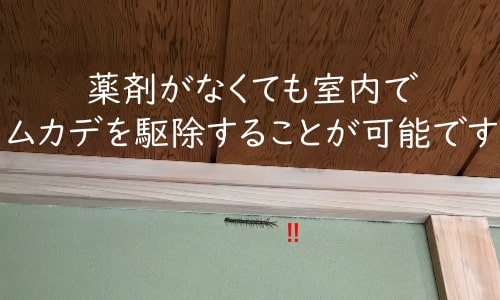 ムカデ駆除 室内で薬剤を使わない対処法と刺された時の処置方法 くまごろうのこれが気になる